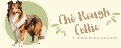 choroughcollie.com