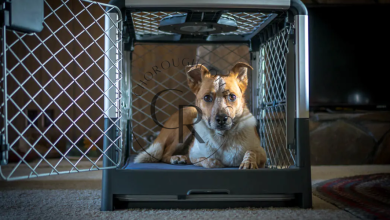 Why the Diggs Revol Dog Crate is the Ultimate Crate for Comfort and Safety