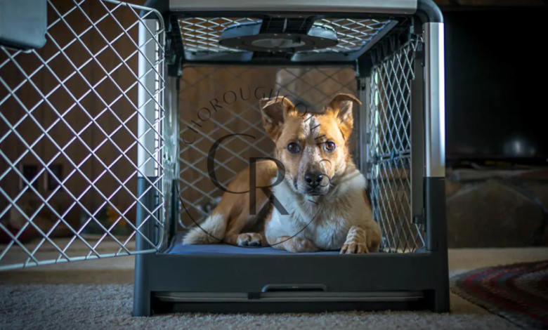 Why the Diggs Revol Dog Crate is the Ultimate Crate for Comfort and Safety