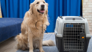 Why the EliteField Luxury Pet Travel Crate is the Best Choice for Your Pet