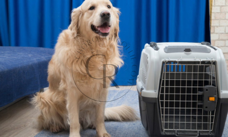 Why the EliteField Luxury Pet Travel Crate is the Best Choice for Your Pet