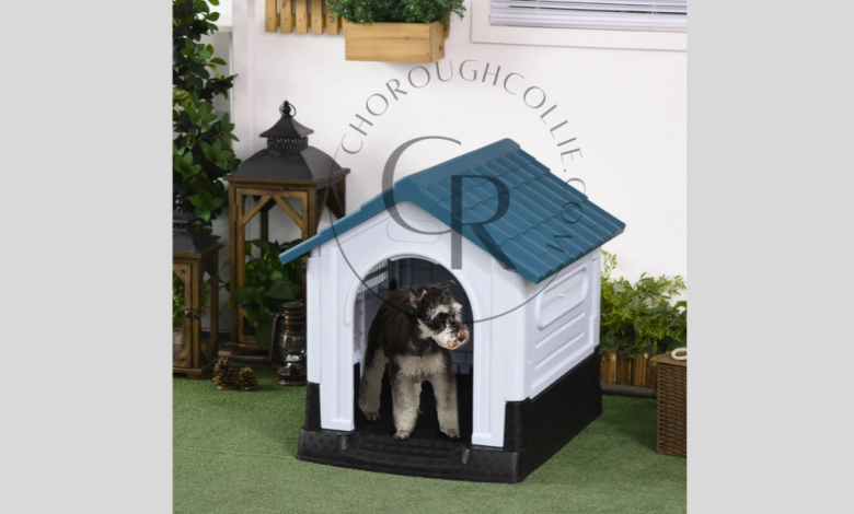 Why Choose Mason Company Dog Kennel for Your Pet Boarding Needs